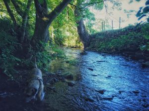 Sunny Sunday Morning Stroll