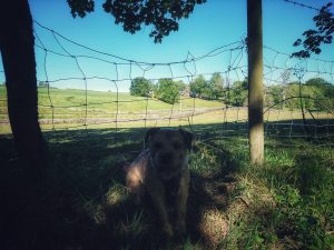 Sunny Sunday Morning Stroll