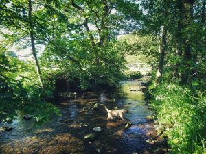 Sunny Sunday Morning Stroll