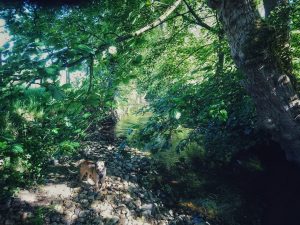 Sunny Sunday Morning Stroll