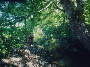 Sunny Sunday Morning Stroll