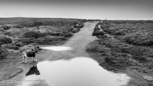 The 12 Apostles, Rombalds Moor, Ilkley