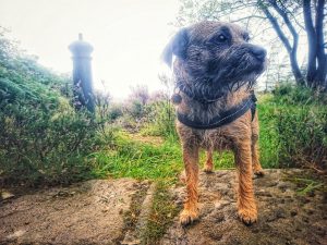 On the Trail of the Brontë Stones: Emily