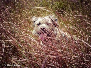 Warley Moor Wander