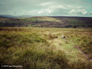 Warley Moor Wander