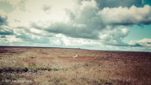 Warley Moor Wander