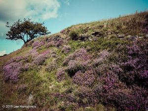 Warley Moor Wander