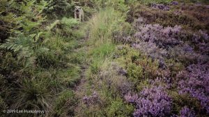 Warley Moor Wander