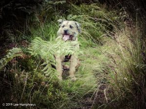 Warley Moor Wander