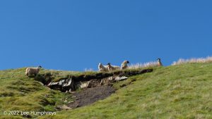 Wild Boar Fell & Sand Tarn – Wild Camp #031