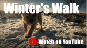 Walking Harry - A Winter's Walk on Penistone Hill