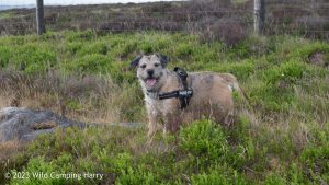 The Wolf Stones – Wild Camp #048