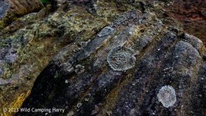 The Wolf Stones – Wild Camp #048