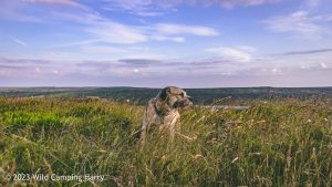 The Wolf Stones – Wild Camp #048
