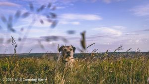 The Wolf Stones – Wild Camp #048
