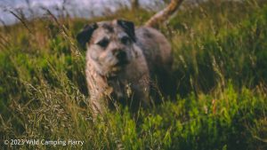 The Wolf Stones – Wild Camp #048