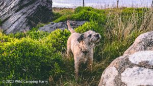 The Wolf Stones – Wild Camp #048