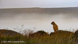 The Wolf Stones – Wild Camp #048