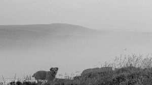 The Wolf Stones – Wild Camp #048