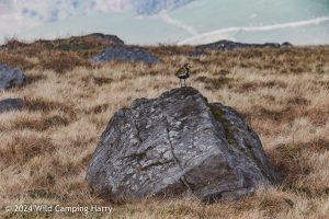 Great Whernside – Wild Camp #050