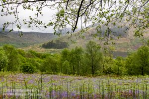 Loch Trool, Galloway Forest Park – Wild Camp #051