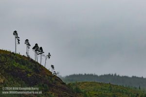 Loch Trool, Galloway Forest Park – Wild Camp #051