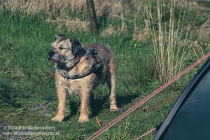 Loch Trool, Galloway Forest Park – Wild Camp #051