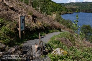 Loch Trool, Galloway Forest Park – Wild Camp #051