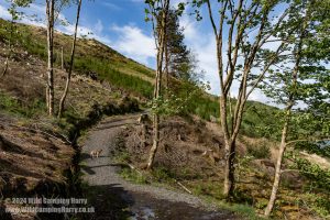 Loch Trool, Galloway Forest Park – Wild Camp #051