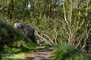 Loch Trool, Galloway Forest Park – Wild Camp #051
