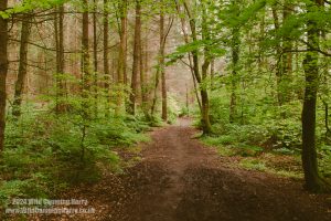 Dalbeattie Forest