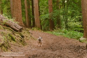 HarryDog in Dalbeattie Forest
