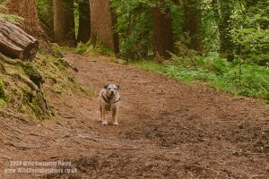 HarryDog in Dalbeattie Forest
