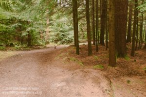 Dalbeattie Forest