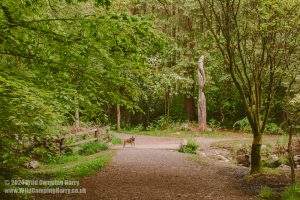 Dalbeattie Forest