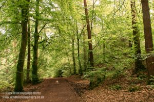 Dalbeattie Forest