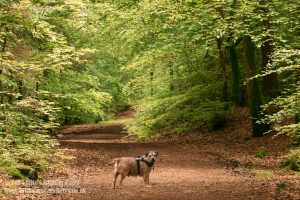 HarryDog in Dalbeattie Forest