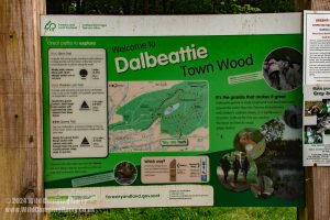 Dalbeattie Forest