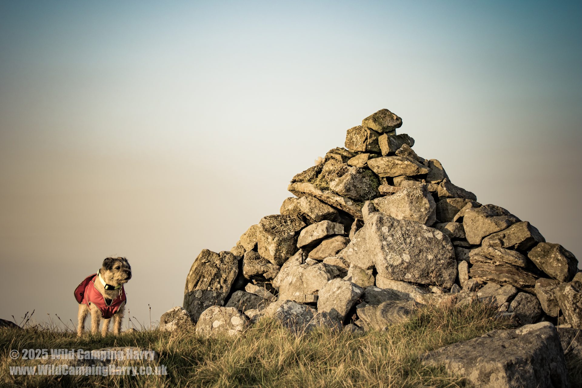 HarryDog standing next to Swarth Fell summit cairn 25/08/2025.